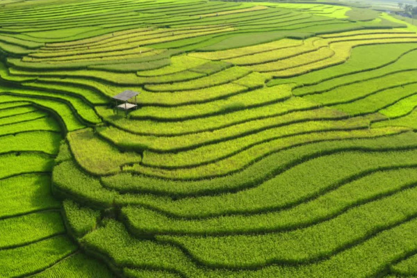 7D6N Magical Mu Cang Chai & Stunning Sapa Tour - photo 7
